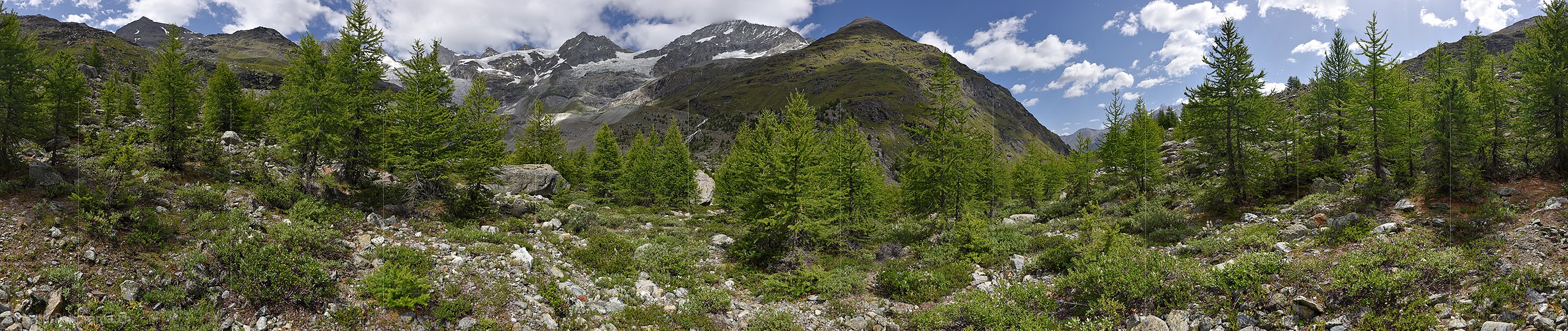 P020104: 360° Panoramafoto Lichter, junger Lärchenwald in Berglandschaft
