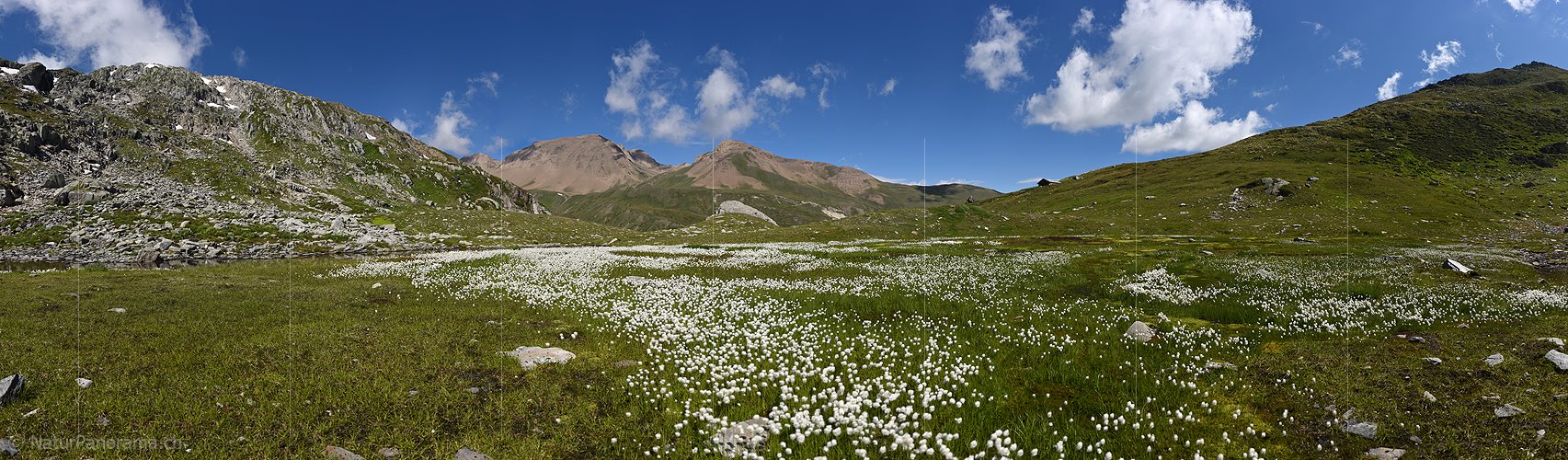 P020162: Gigapixel Foto Wollgras in intakter Natur