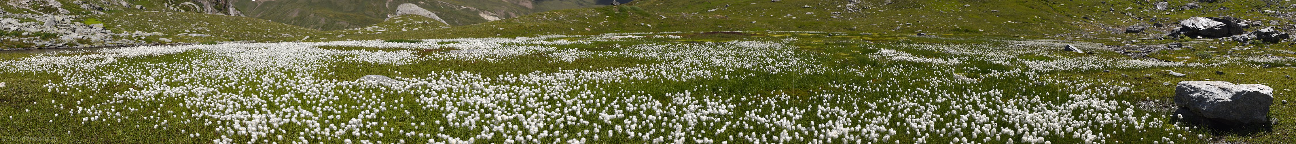P020164a: Panoramafoto Grosse Fläche mit blühendem Wollgras