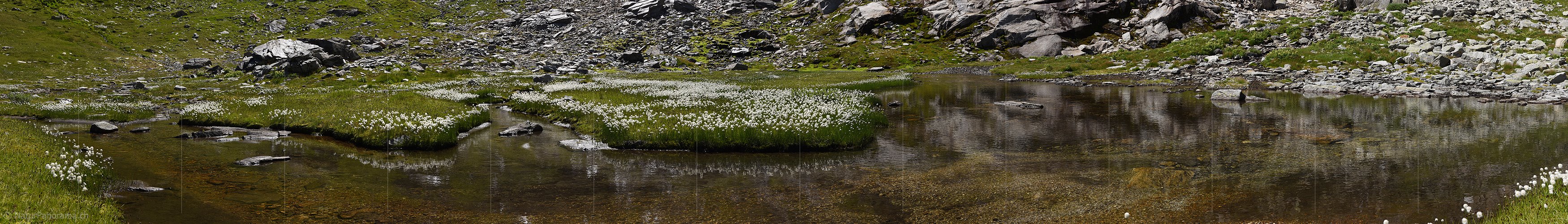 P020165: Panoramafoto Blühendes Wollgras und verästelter Wasserlauf