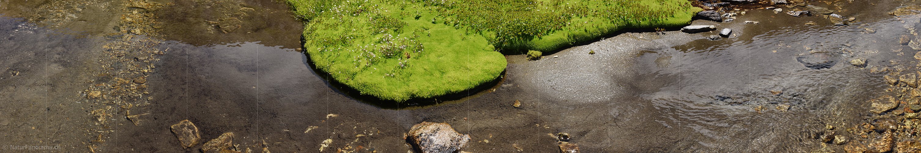 P020252a: Panoramafoto Moospolster in Bergbach