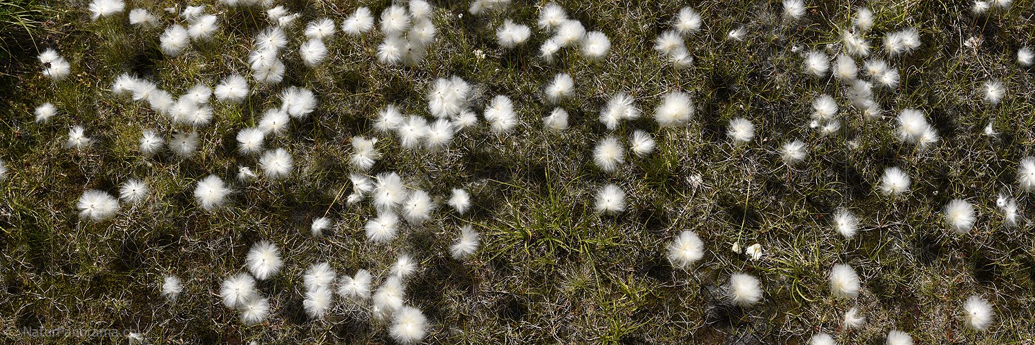 P020256: Panoramafoto Blühendes Wollgras