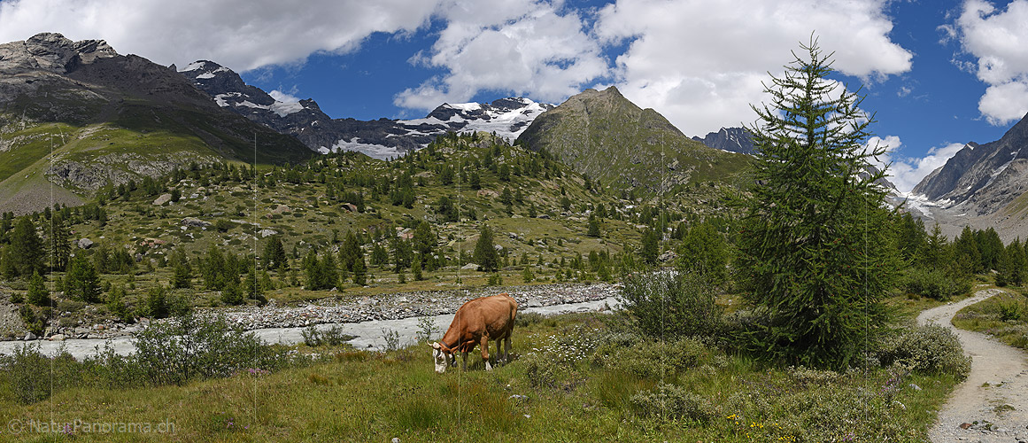 P020347: Panorama Cow on alpine pasture