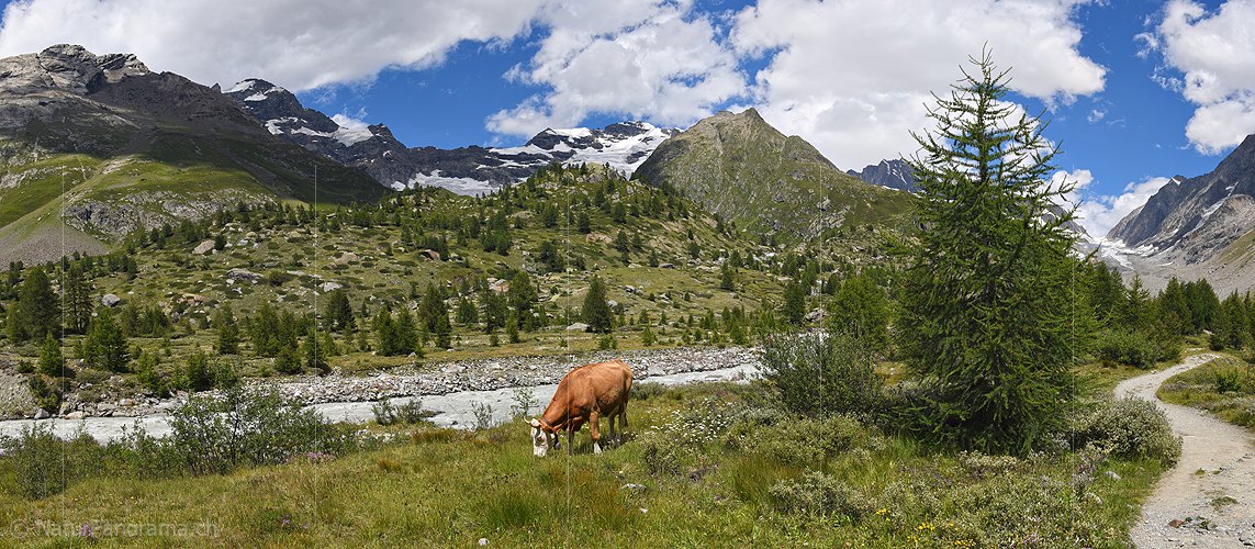 P020347a: Panorama photo Cow on alpine pasture
