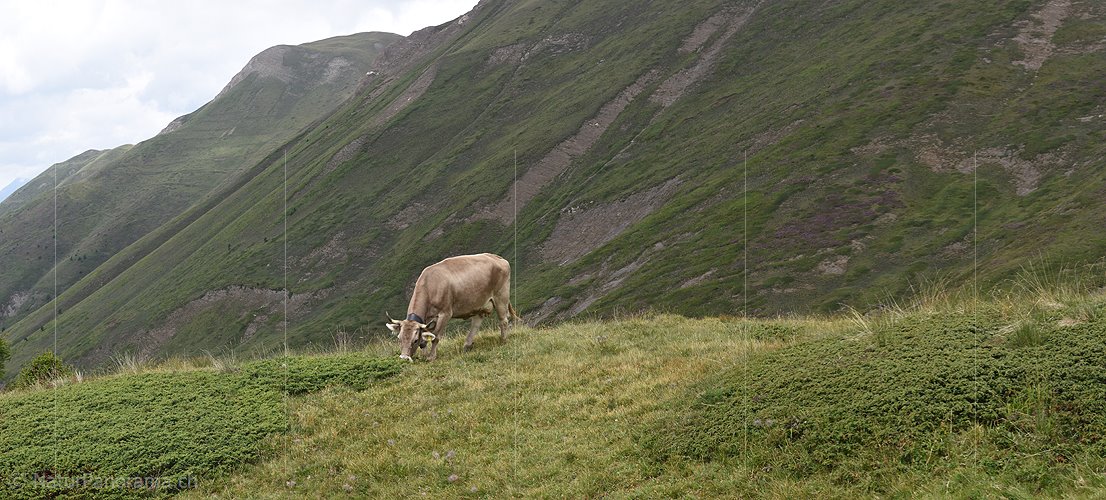 P020371: Panoramafoto Kuh auf Alpweide im Binntal