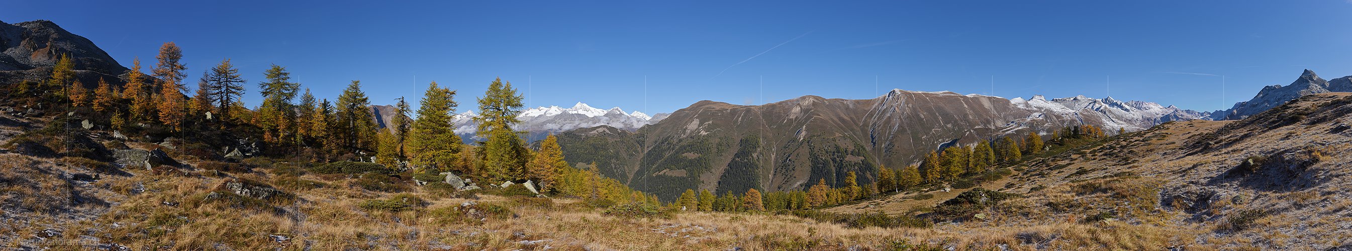 P020666: Goldgelbe Lärchen in Berglandschaft