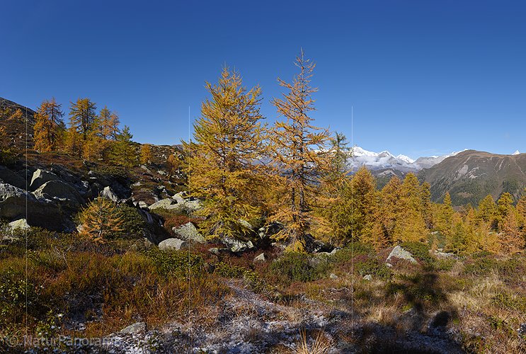 P020673: Grossbild Goldgelb gefärbte Lärchen