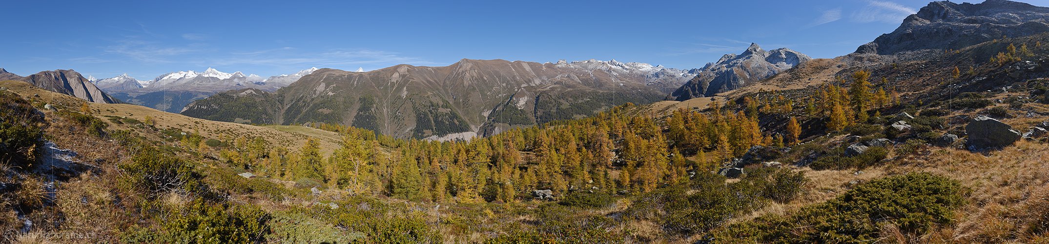 P020676: Grosses Panoramafoto Goldgelb gefärbter Lärchenwald in Berglandschaft