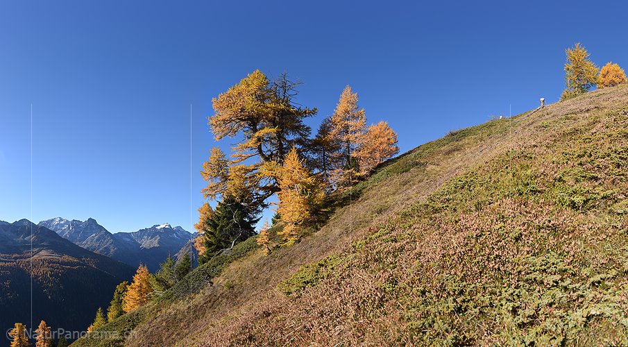 P020684: Hochaufgelöstes Foto Herbstlich gefärbte Lärchen