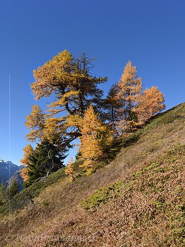 P020684a: Hochaufgelöstes Foto Herbstlich gefärbte Lärchen
