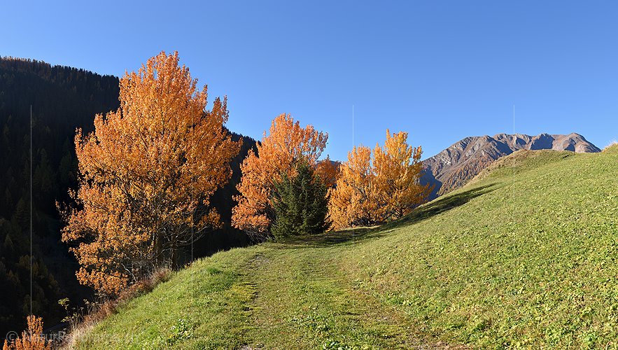 P020702a: Hochaufgelöstes Foto von herbstlich gefärbten Zitterpappeln (Espen)