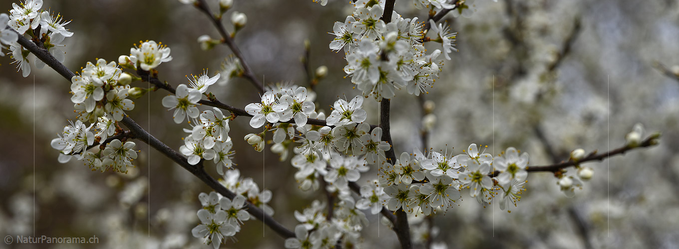 P021004: Panoramafoto Weissdorn
