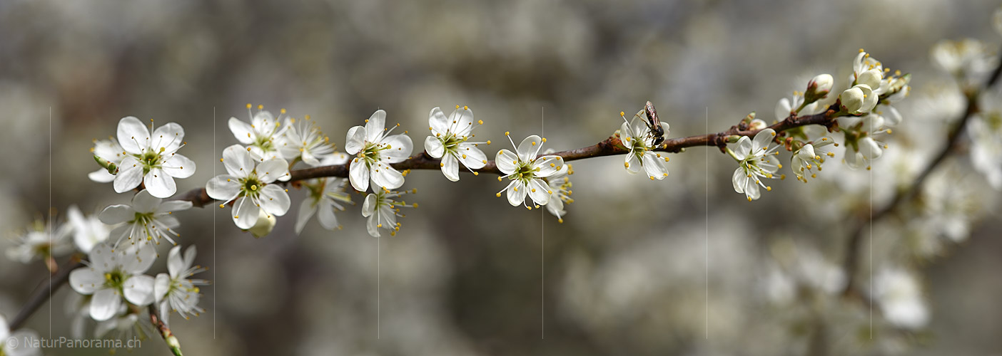 P021012: Panoramafoto Weissdorn