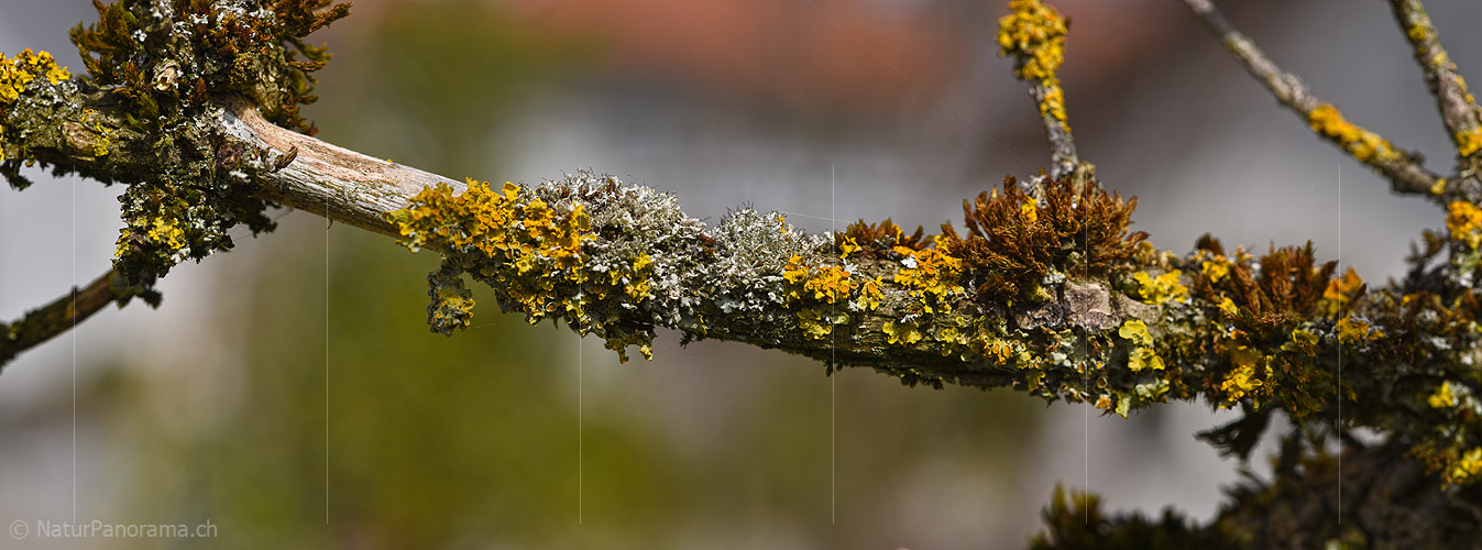 P021016: Panoramafoto Flechten am Ast eines Holunders