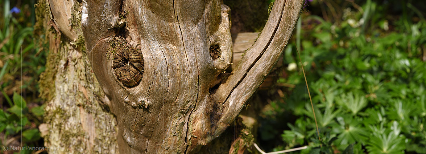 P021018: Panoramafoto Stamm des Schwarzen Holunder