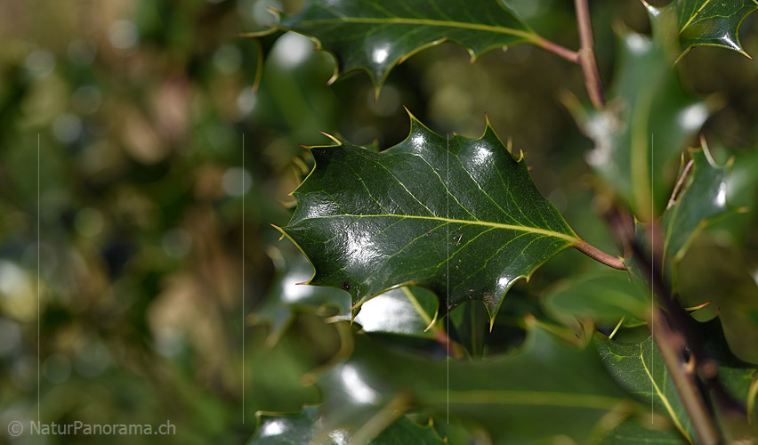 P021021: Grossfoto Blatt einer Stechpalme