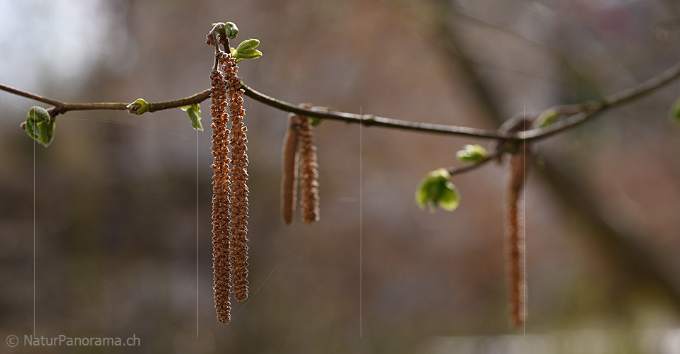 P021024: Panoramafoto Männliche Blütenstände (Kätzchen) der Hasel