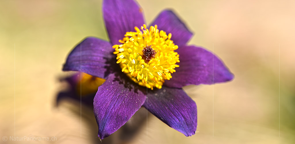 P021075: Grossbild der Blüte einer Blume (Gewöhnlichen Kuhschelle)