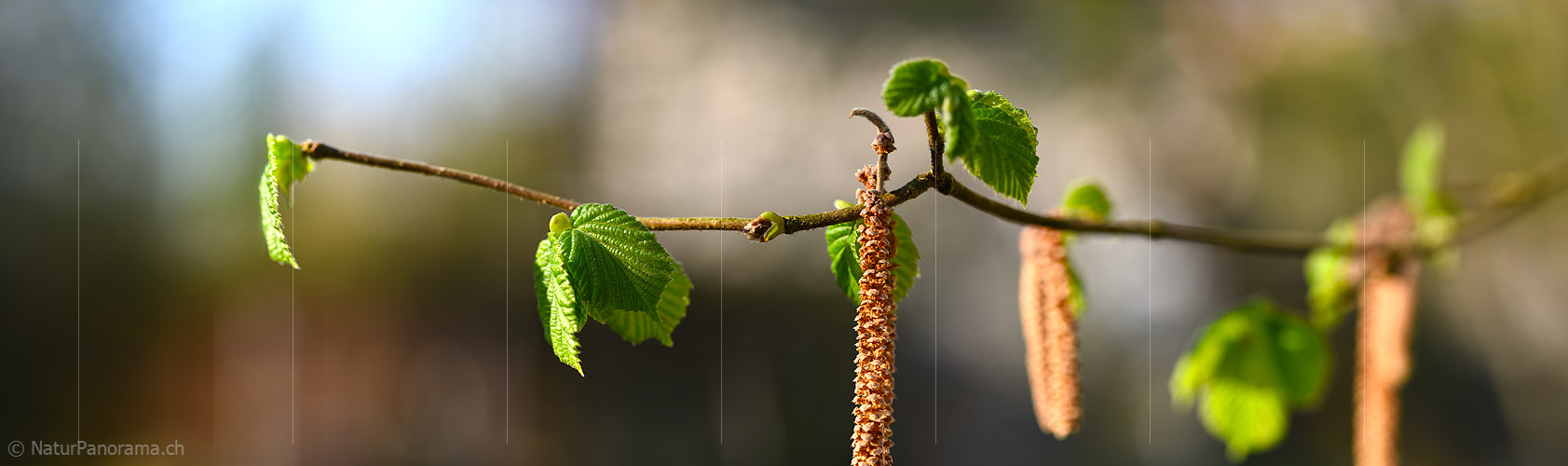P021081: Panoramafoto Hasel