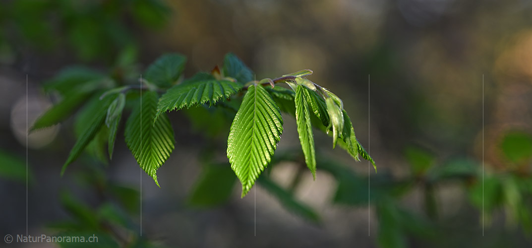 P021083: Panoramafoto Blätter eine Buche im Morgenlicht