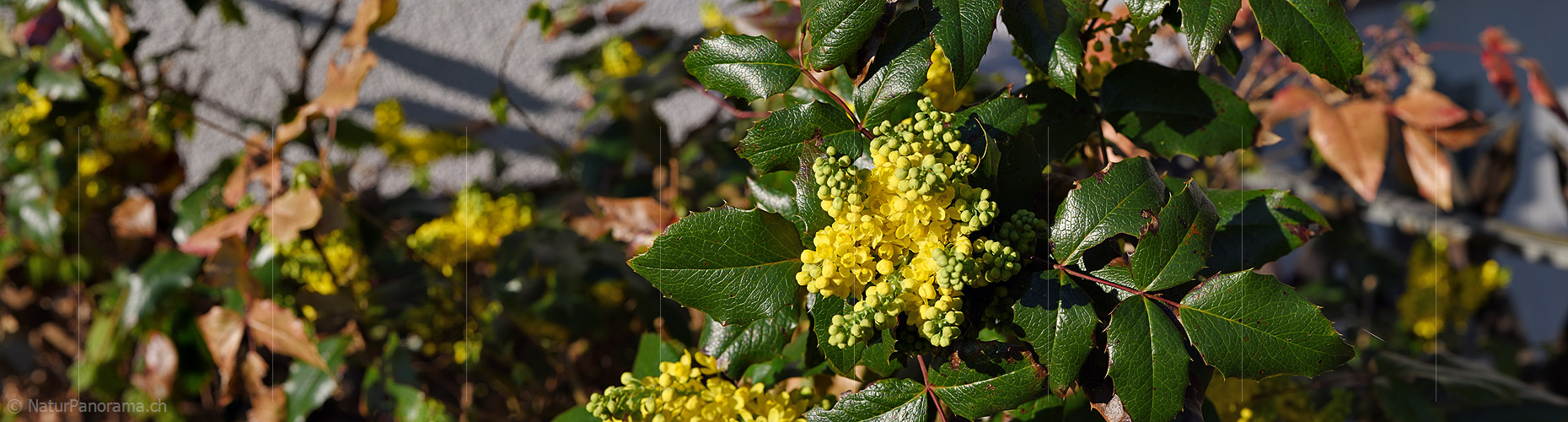 P021089: Panoramafoto Stechpalme