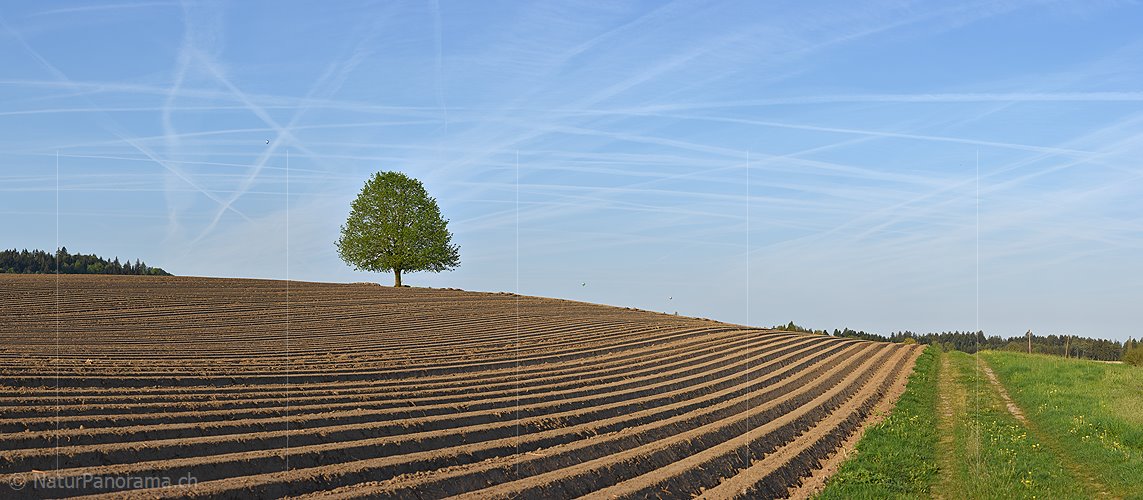 P021137: Panoramafoto Linde in Acker