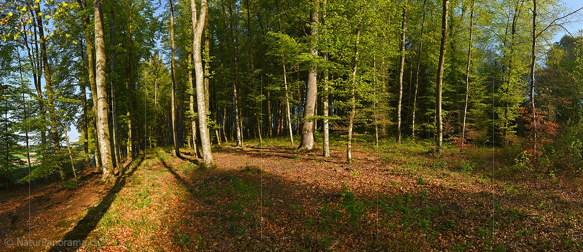 P021141: Panoramafoto Frühlingswald