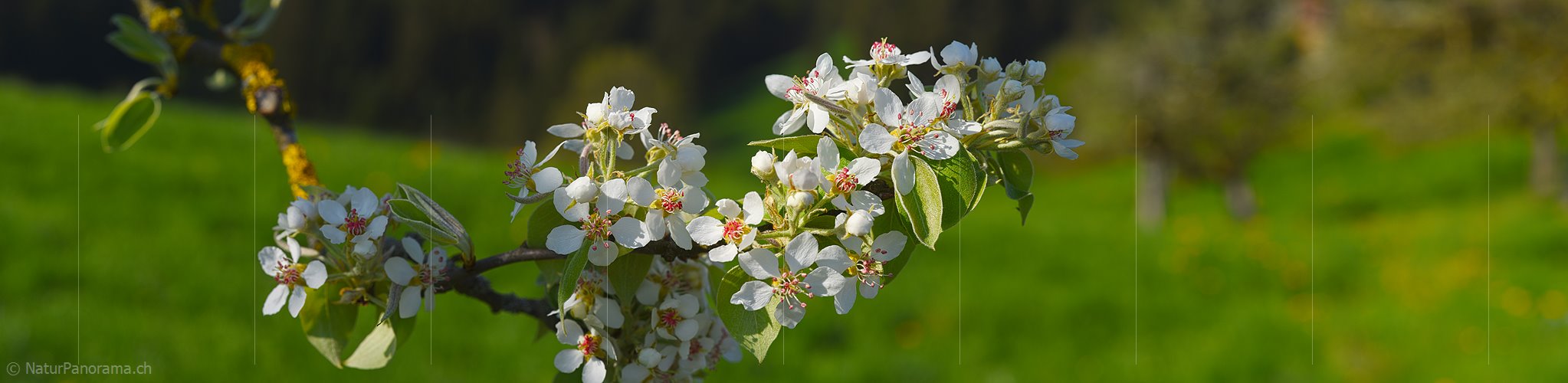 P021152: Panoramafoto Ast mit Birnenblüten