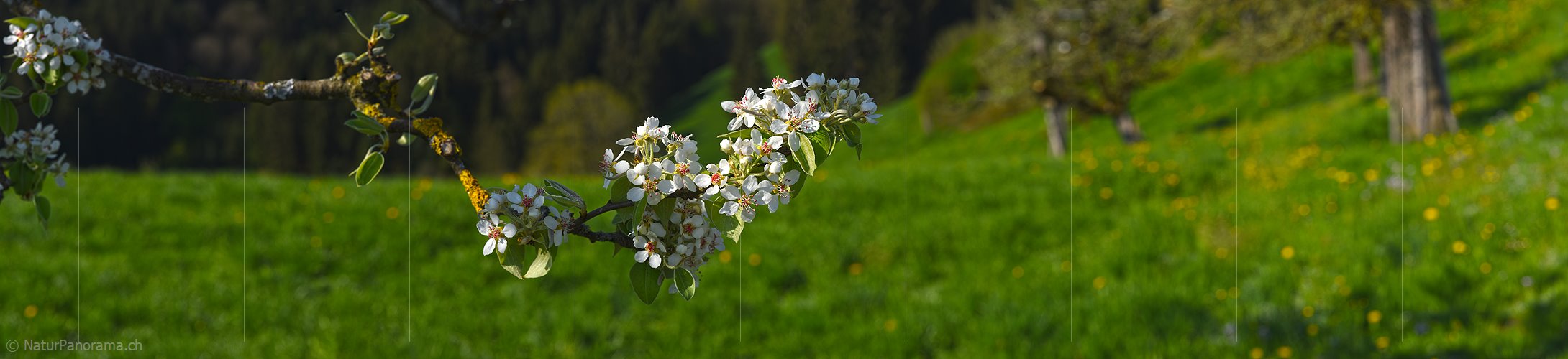 P021153: Panoramafoto Birnenblüten