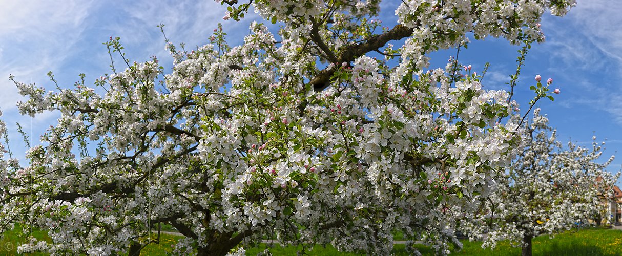 P021198: Grossfoto Blühender Apfelbaum