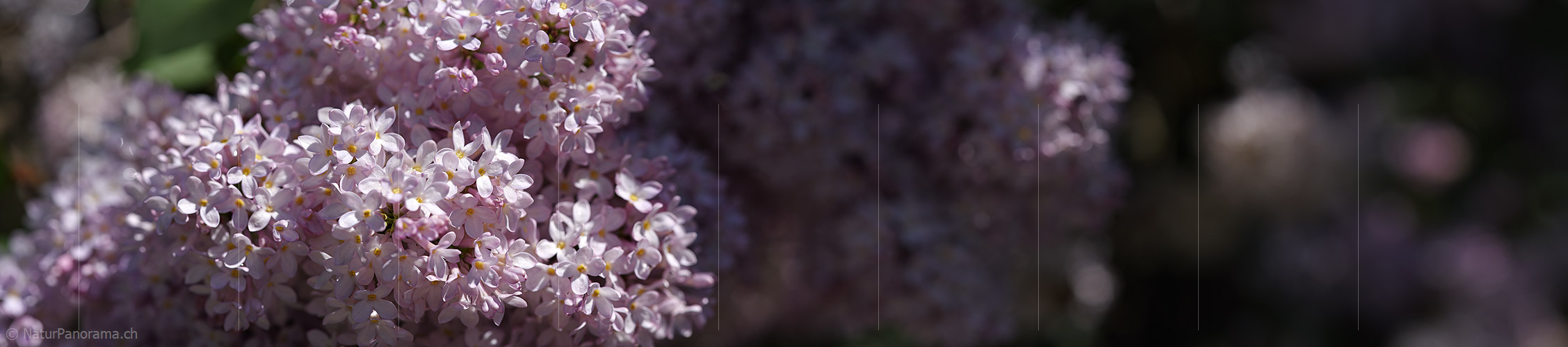 P021253: Panoramafoto Blüte des Flieders