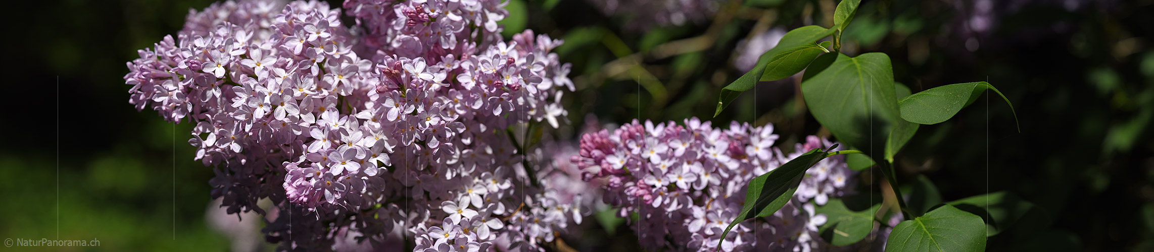 P021255: Panoramafoto Blüte des Flieders