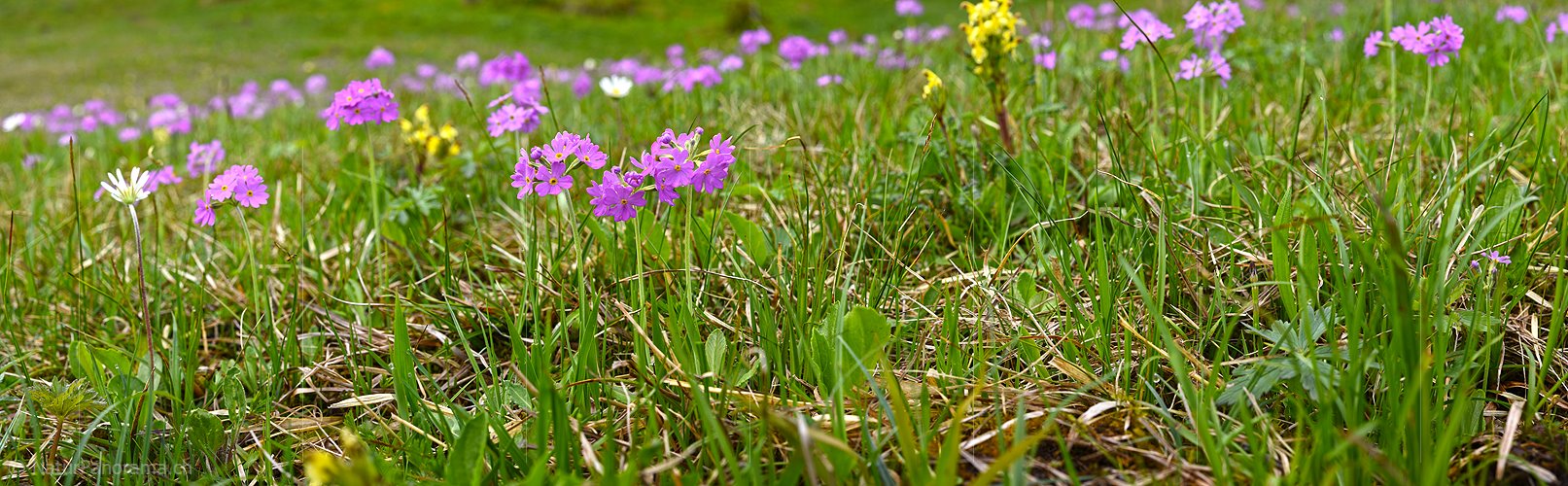P021306: Panoramafoto Frühlingsblumen (Mehlprimel)
