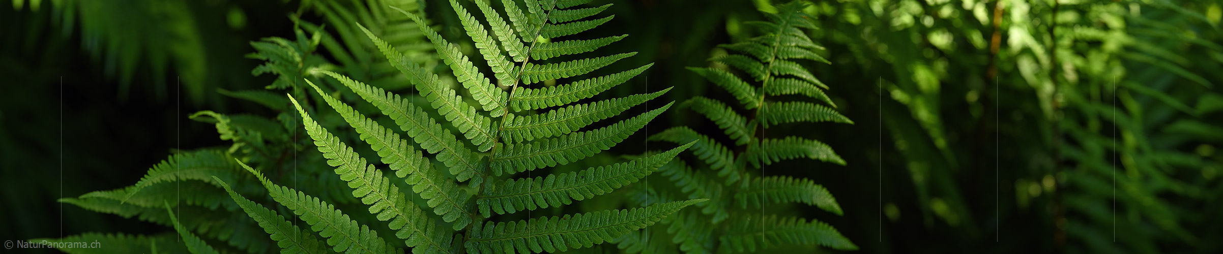 P021344: Panoramafoto Farn im Streiflicht