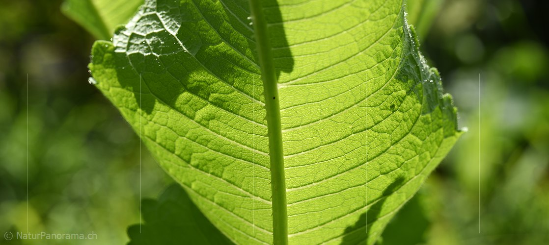 P021421: Panoramafoto Blatt der Wilden Karde (Dipsacus fullonum)