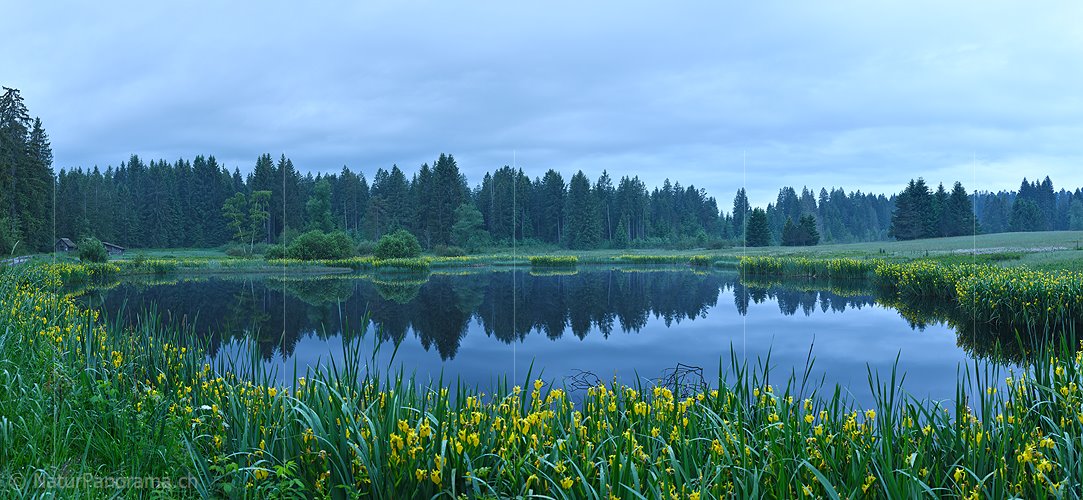 P021474a: Panoramafoto Moorsee mit Gürtel von blühenden Schwertlilien