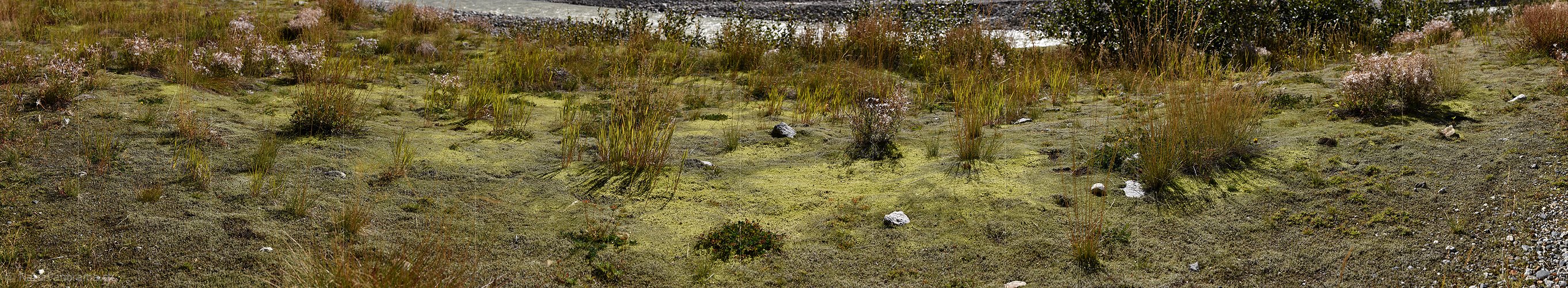 P022359: Panoramabild Moosbedeckter Boden im Gletschervorfeld