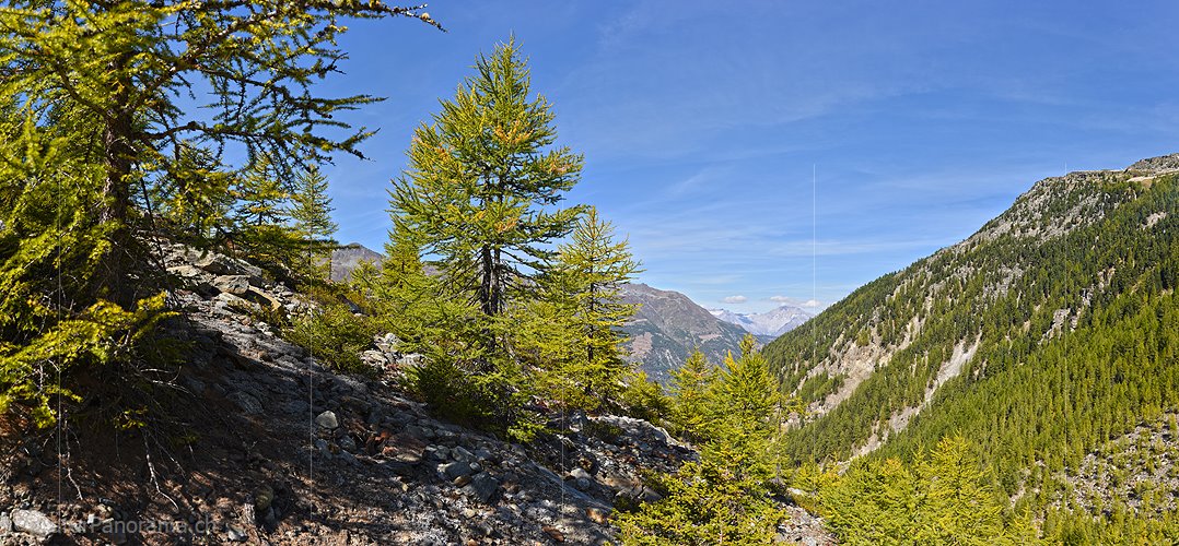 P022463: Panoramafoto Bergwald