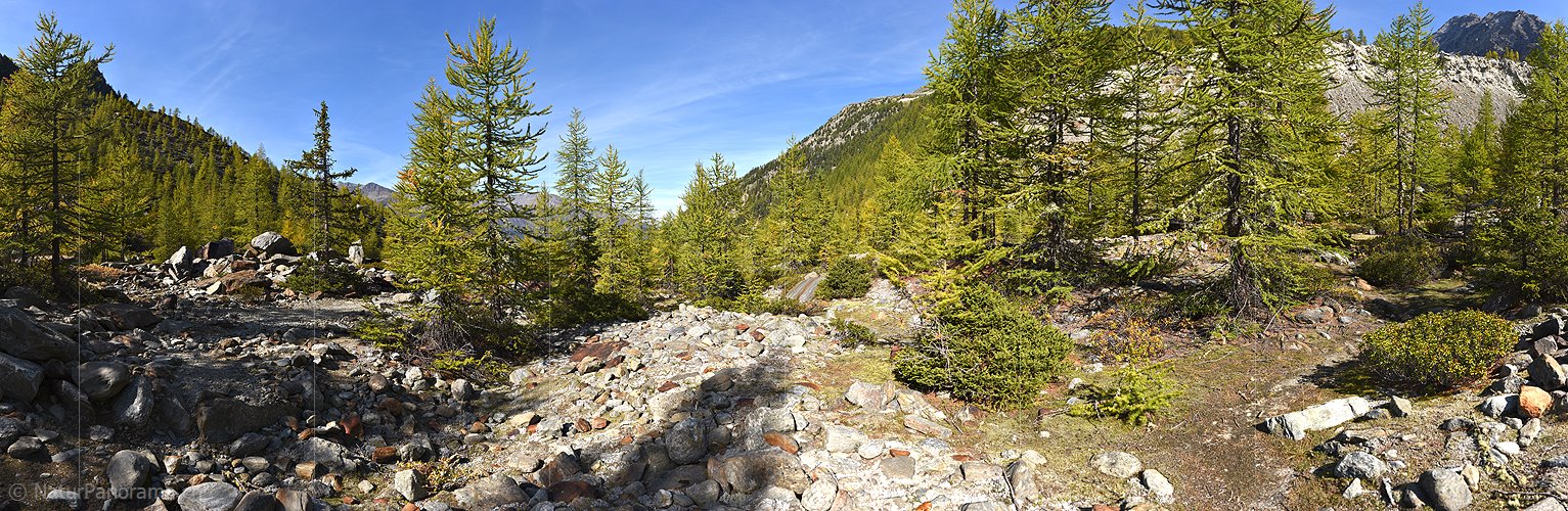 P022474: Grosses Panoramafoto Lichter Lärchenwald/Bergwald