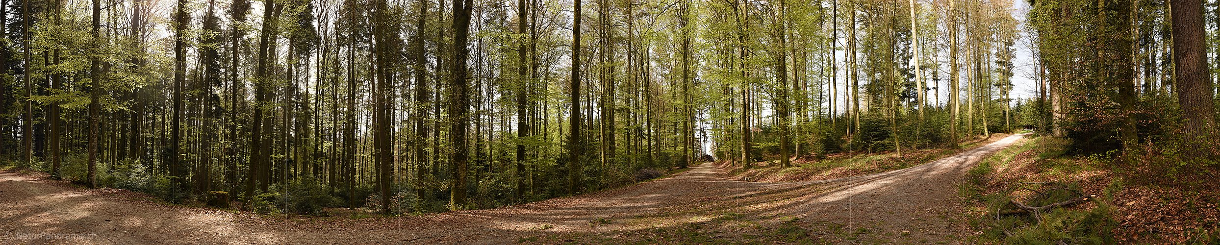 P022913a: Panoramafoto Weggabelung im Frühlingswald