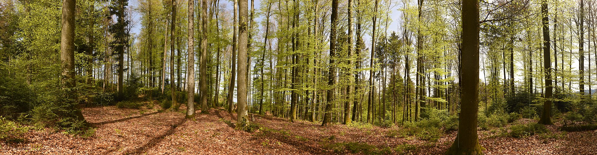 P022918: Grosses Panoramafoto Im Frühlingswald