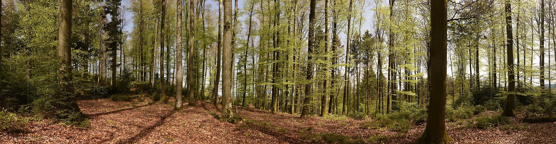 P022918a: Large panorama photo Spring forest in the Swiss midlands