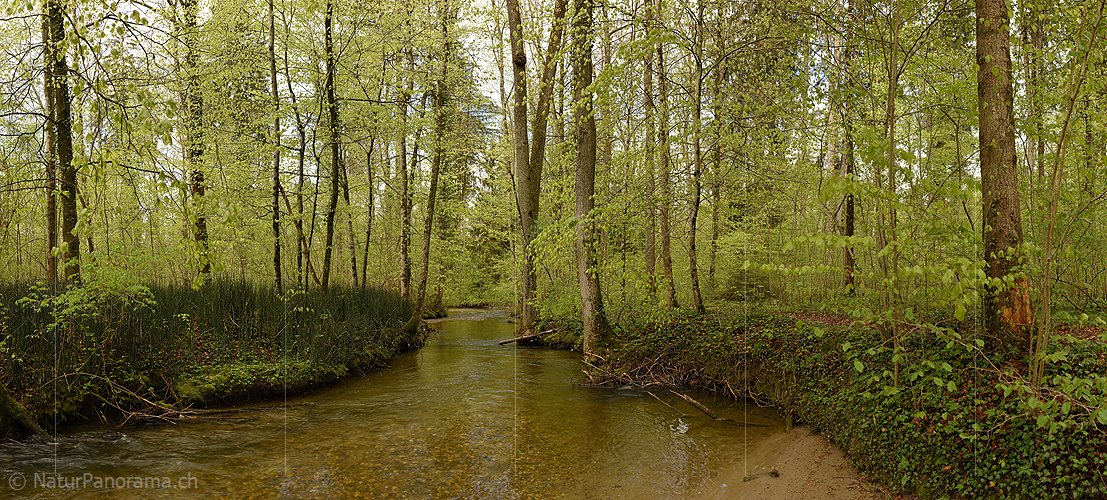 P022962: Panoramafoto Wasserlauf im Frühlingswald