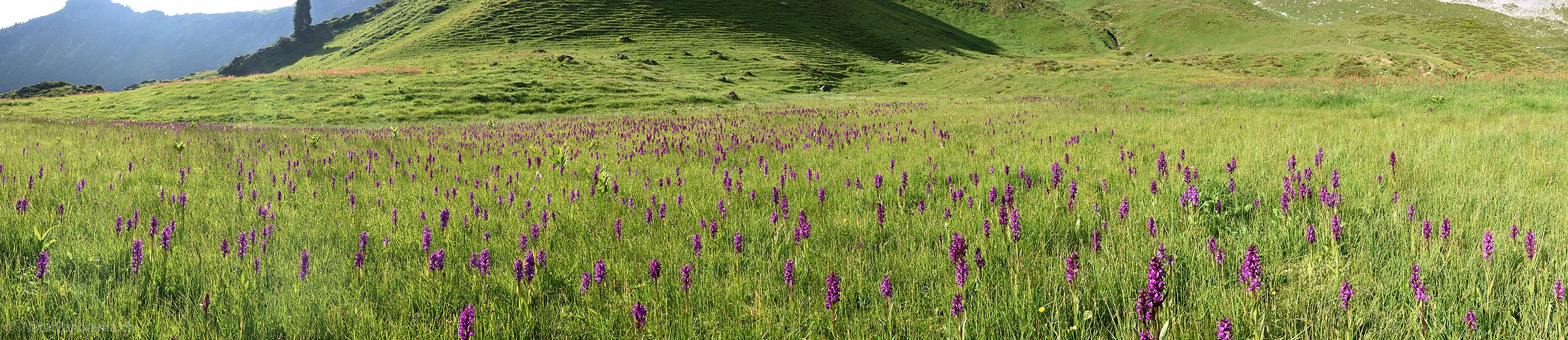P023246: Panoramafoto Orchideenwiese