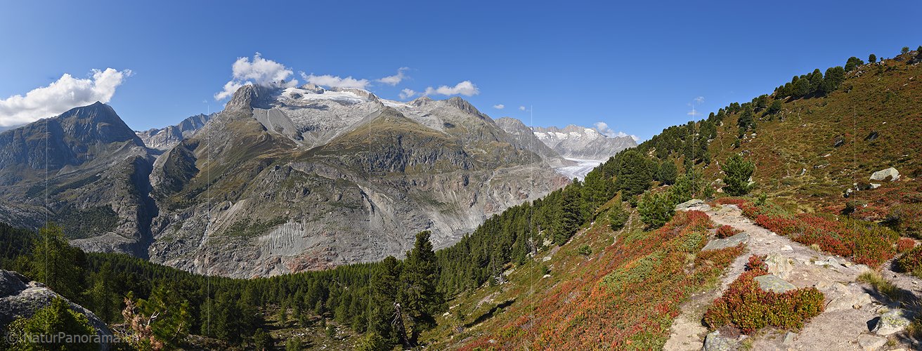 P023773: Panoramafoto Aletschwald