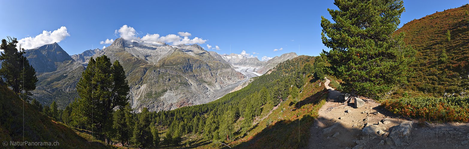 P023776: Gigapixel-Panoramafoto Aletschwald und Grosser Aletschgletscher
