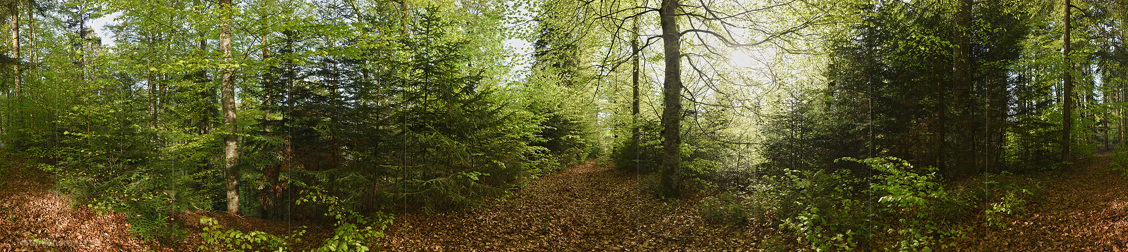 P024003: 360° Panorama photo spring forest