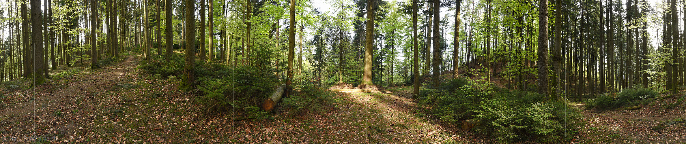 P024004: 360° Panorama spring forest