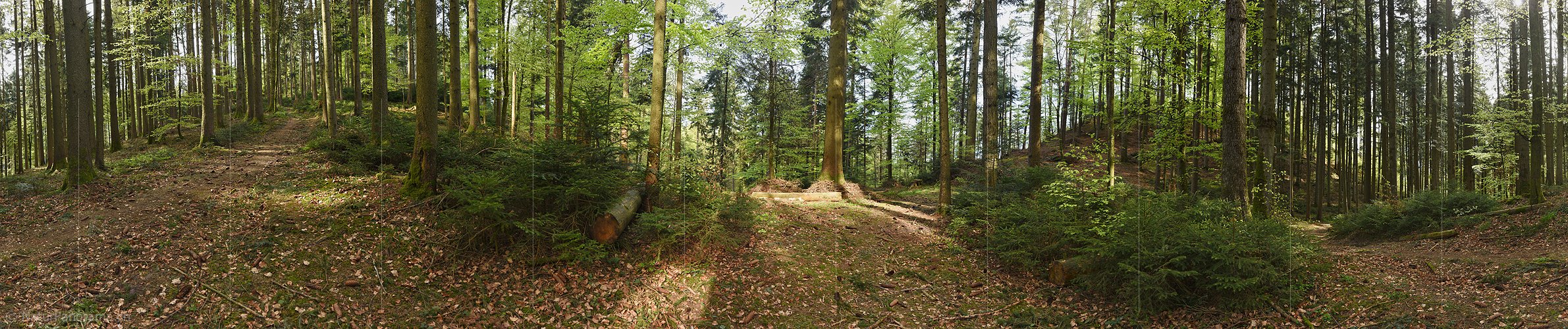 P024005: 360° Gigapixel-Panoramafoto Frühlingswald