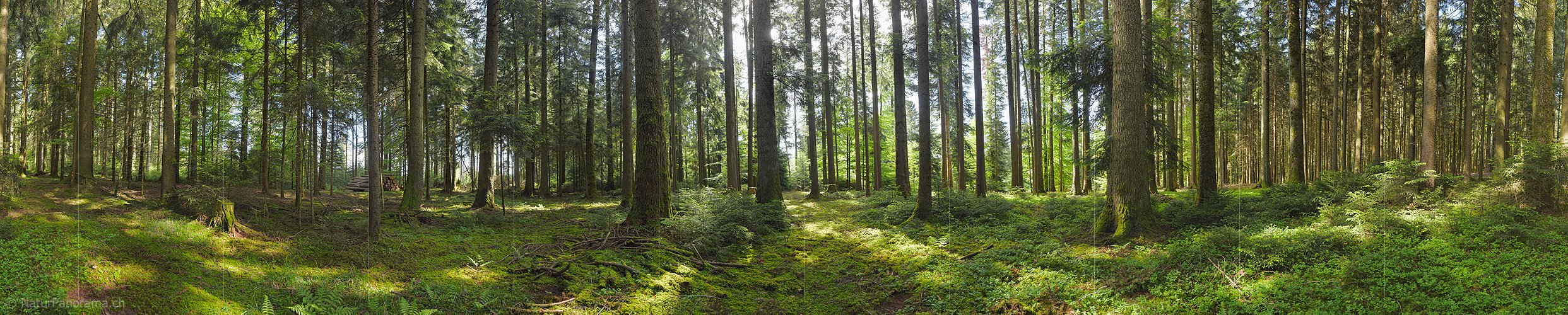 P024022b: 360° Panoramafoto Frühlingsmorgen im Wald